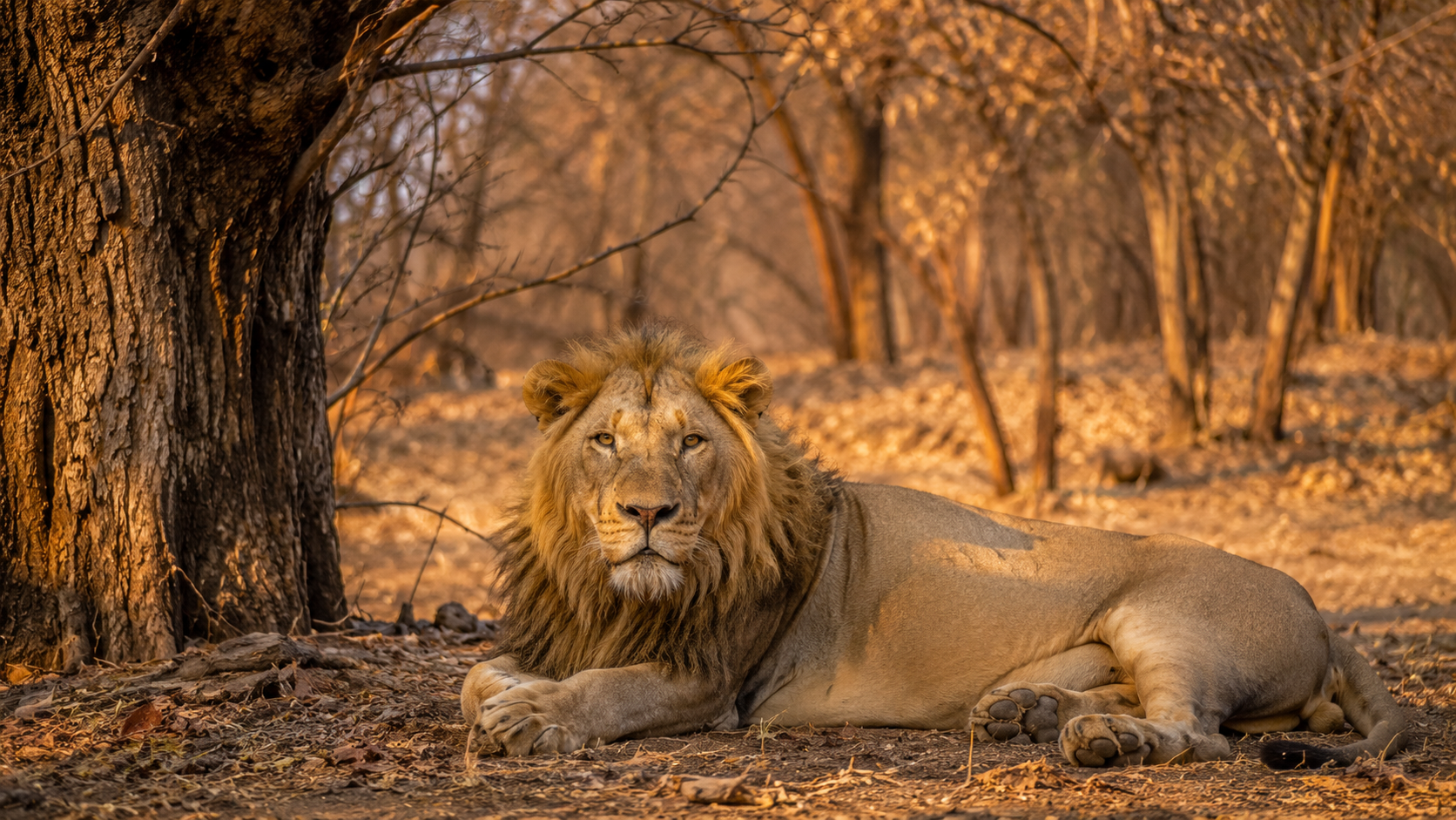 Gir Safari tour package by ZaraTrips - asiatic lion resting under a tree, dry deciduous forest